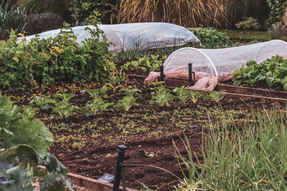 raised garden bed