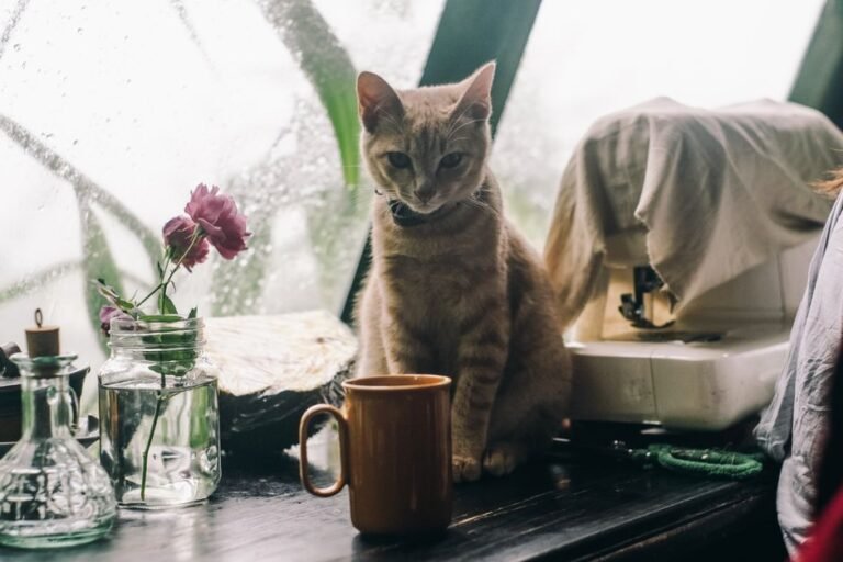 rain window coffee garden