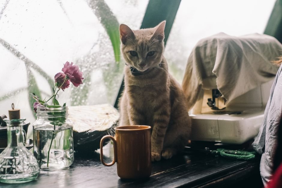 rain window coffee garden