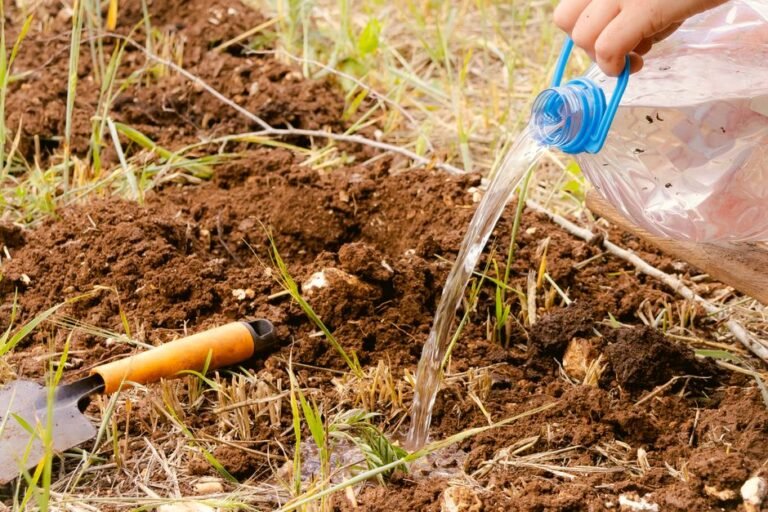 garden soil watering