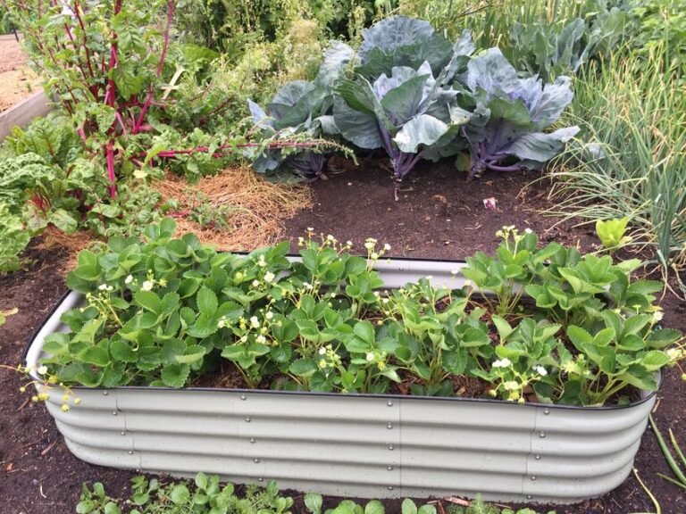 garden bed width