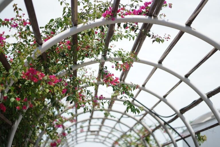 The Trellis That Wouldn’t Stand Up Straight