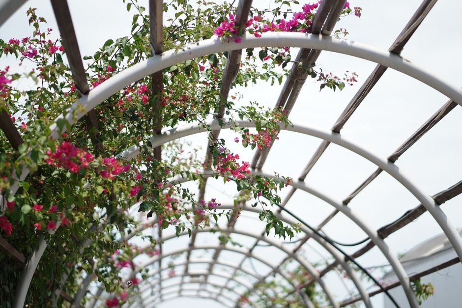 garden trellis wood structure