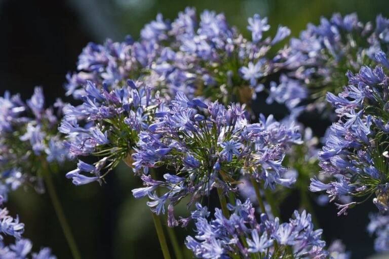 perennial garden border