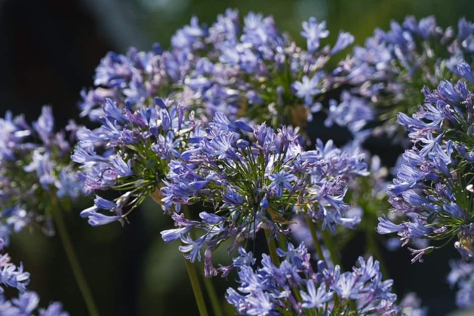 perennial garden border