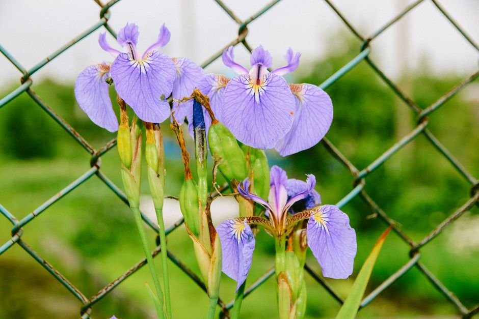 garden wire fence