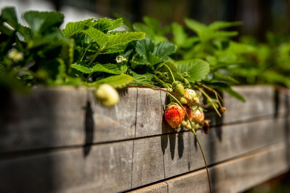 raised bed height